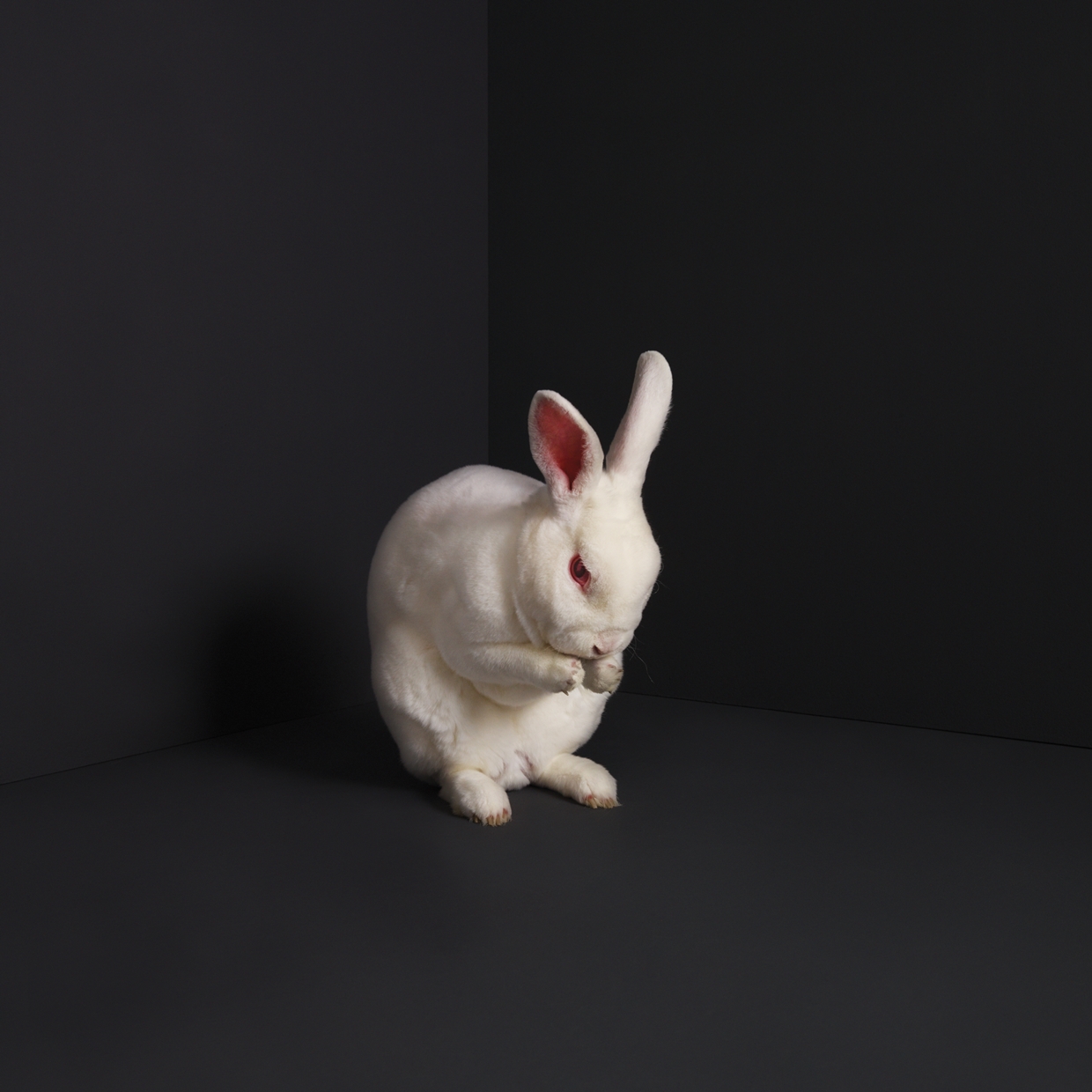 BRUME - RABBITS - Vinyl Record image 1